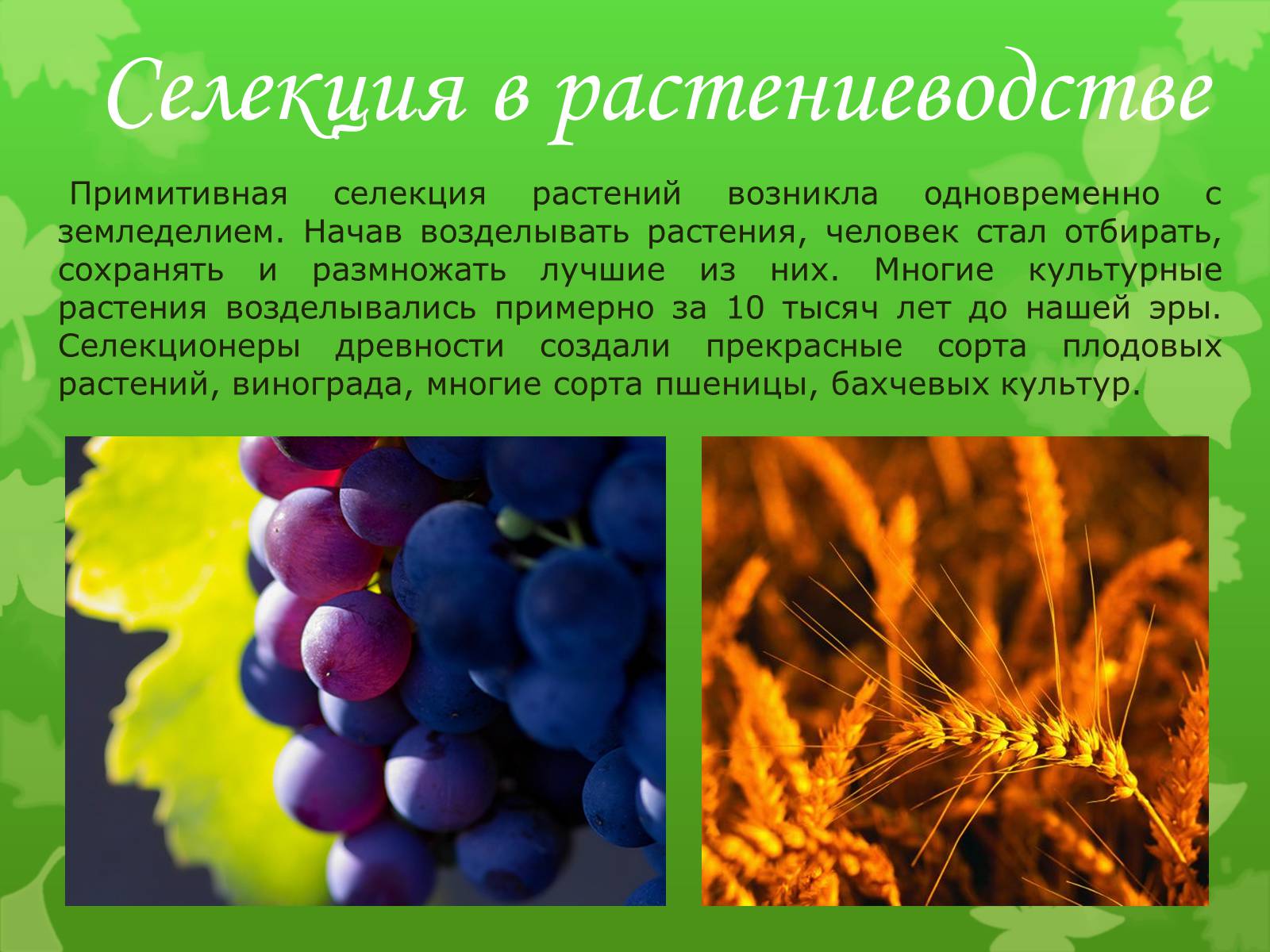 Презентація на тему «Селекция растений» - Слайд #4 Презентація на тему «Селекция растений» - Слайд #4