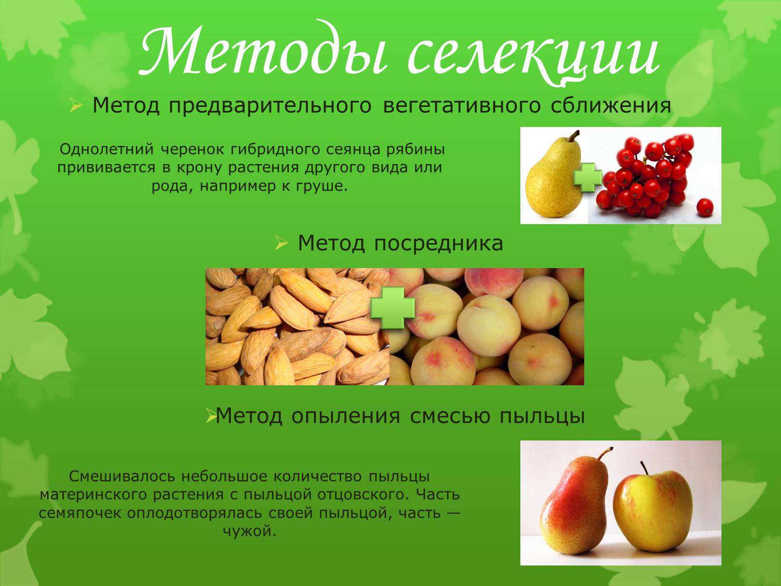 Презентація на тему «Селекция растений» - Слайд #9 Презентація на тему «Селекция растений» - Слайд #9