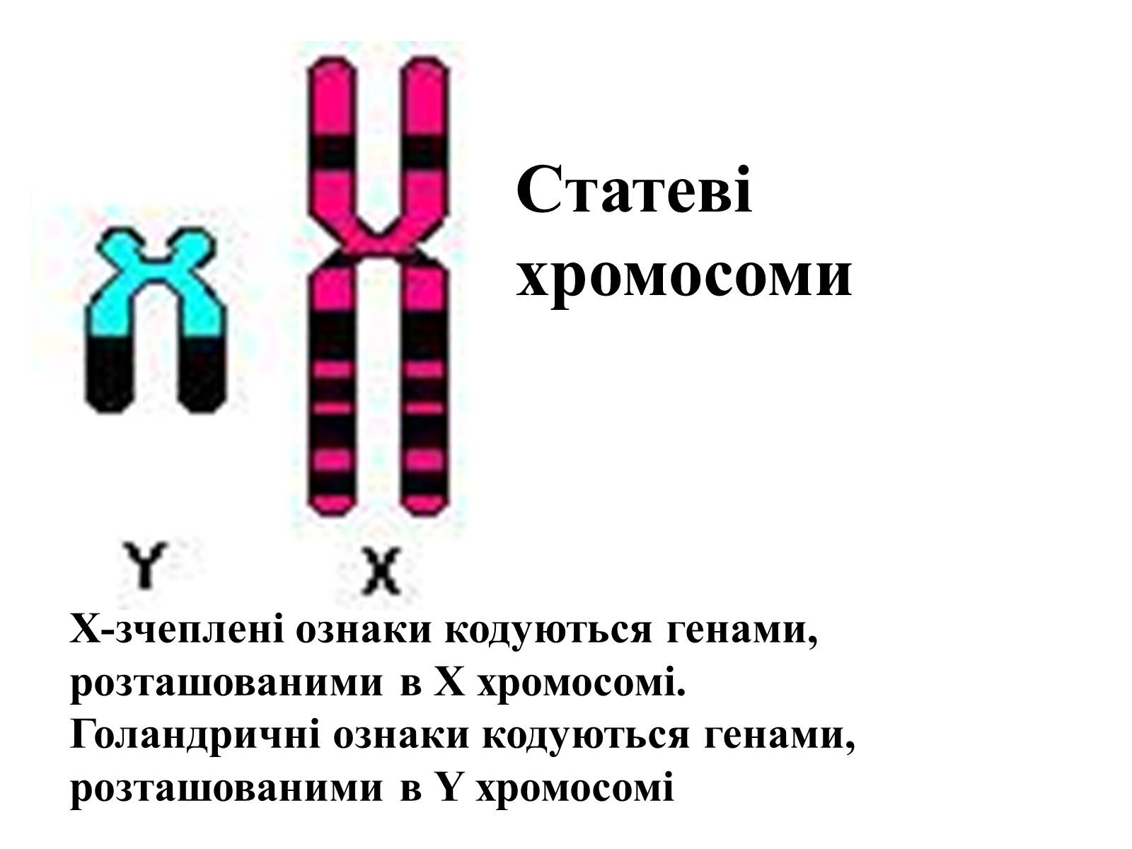 Презентація на тему «Успадкування статі та ознак, зчеплених зі статтю» - Слайд #22 Презентація на тему «Успадкування статі та ознак, зчеплених зі статтю» - Слайд #22