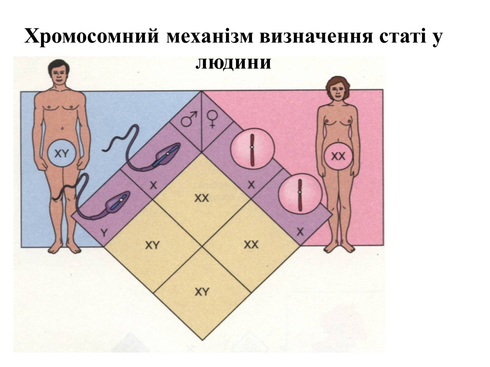 Презентація на тему «Успадкування статі та ознак, зчеплених зі статтю» - Слайд #8 Презентація на тему «Успадкування статі та ознак, зчеплених зі статтю» - Слайд #8