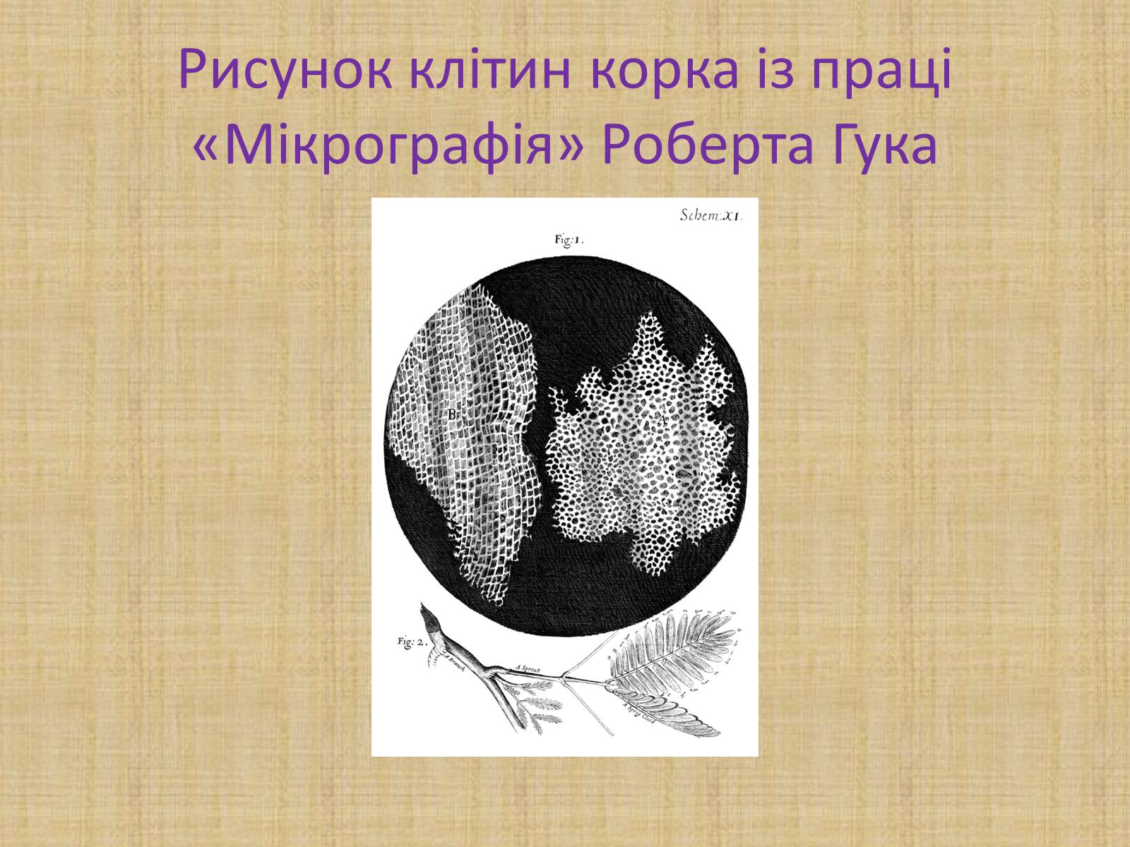 Презентація на тему «Історія виникнення клітин. Методи цитологічних досліджень» - Слайд #3 Презентація на тему «Історія виникнення клітин. Методи цитологічних досліджень» - Слайд #3