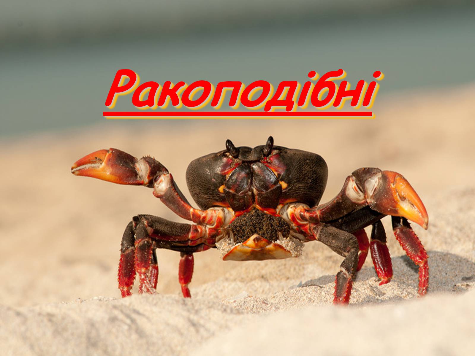 Презентація на тему «Ракоподібні» (варіант 2) - Слайд #1 Презентація на тему «Ракоподібні» (варіант 2) - Слайд #1