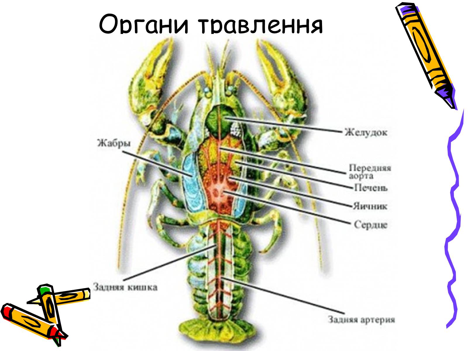 Презентація на тему «Ракоподібні» (варіант 2) - Слайд #10 Презентація на тему «Ракоподібні» (варіант 2) - Слайд #10