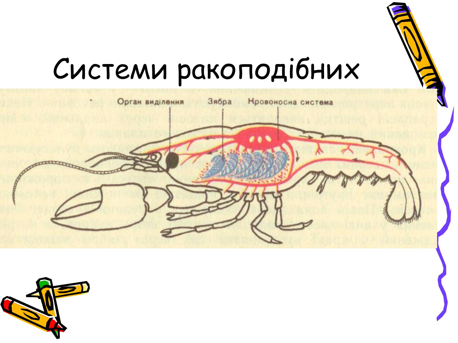 Презентація на тему «Ракоподібні» (варіант 2) - Слайд #15 Презентація на тему «Ракоподібні» (варіант 2) - Слайд #15
