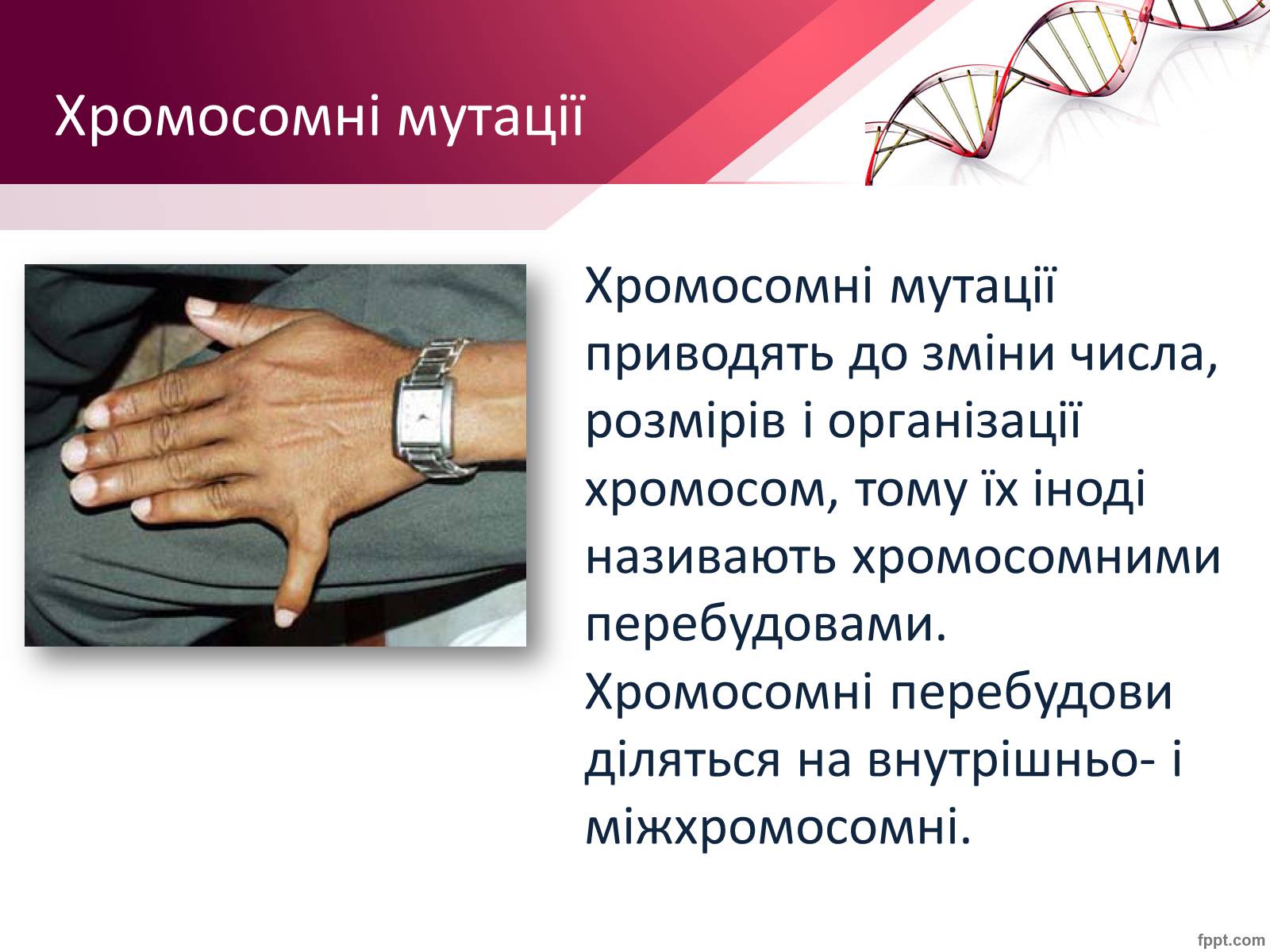 Презентація на тему «Мутації» (варіант 7) - Слайд #7 Презентація на тему «Мутації» (варіант 7) - Слайд #7