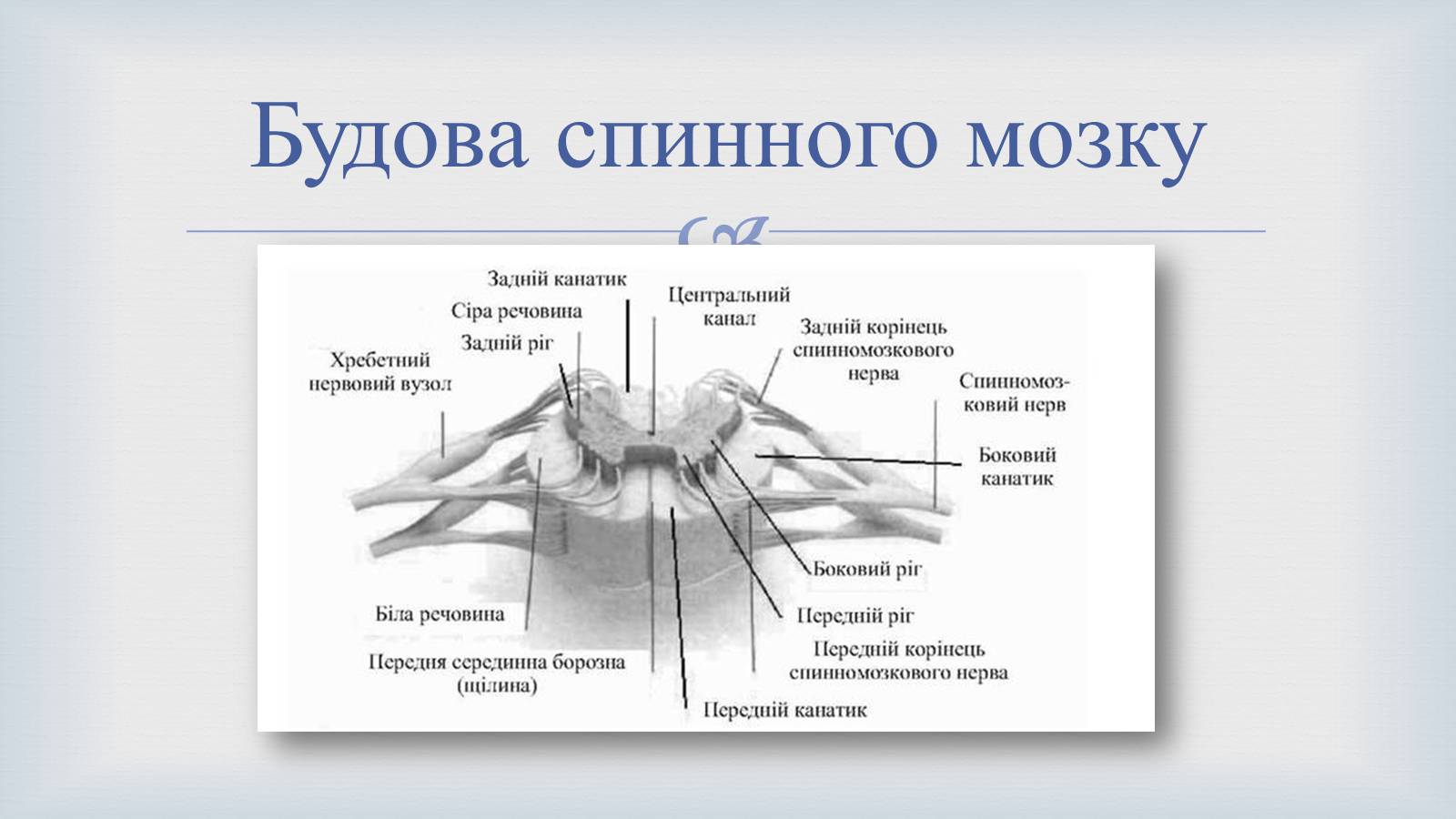 Презентація на тему «Системи людського організму» - Слайд #16 Презентація на тему «Системи людського організму» - Слайд #16
