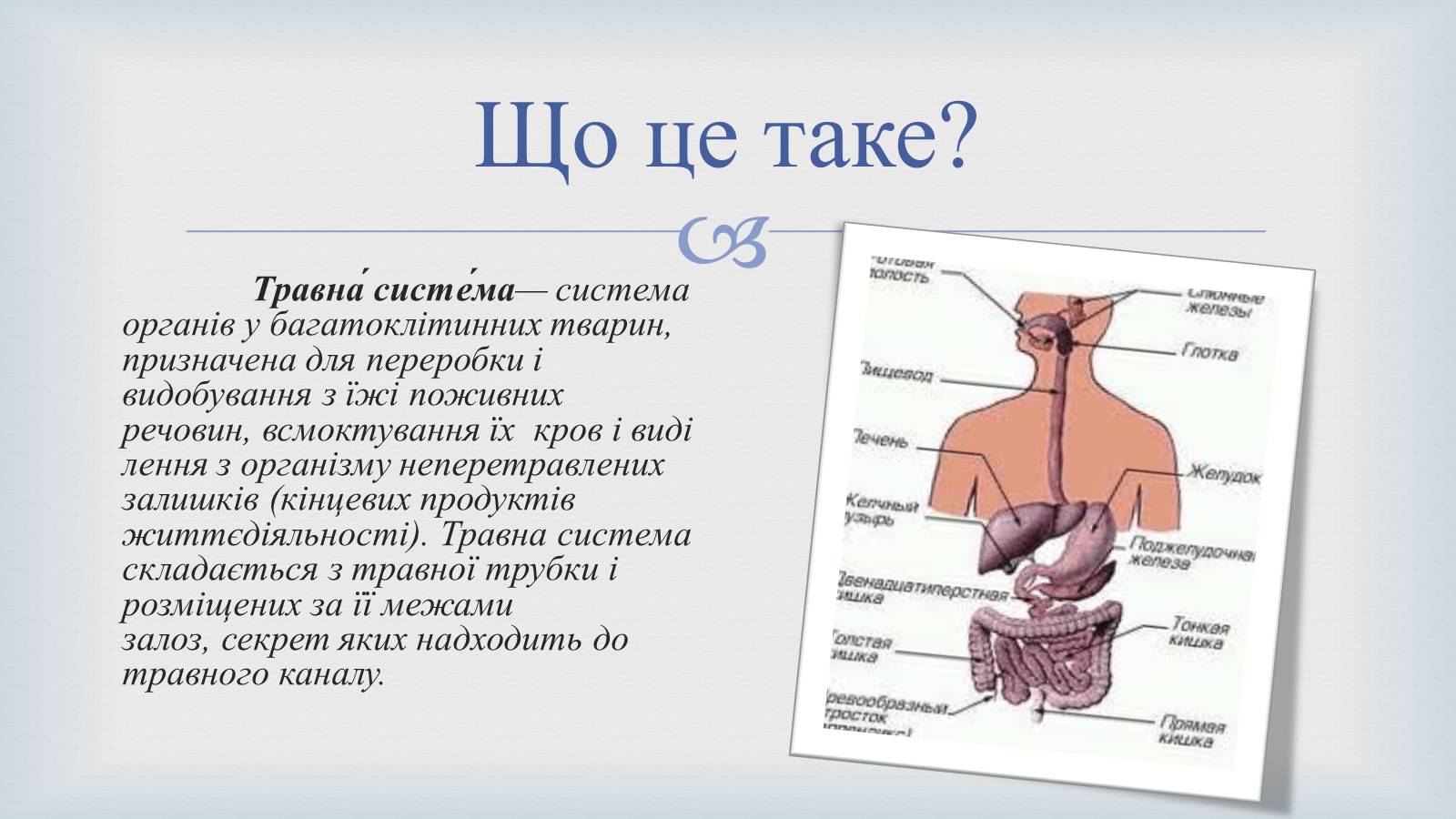 Презентація на тему «Системи людського організму» - Слайд #20 Презентація на тему «Системи людського організму» - Слайд #20