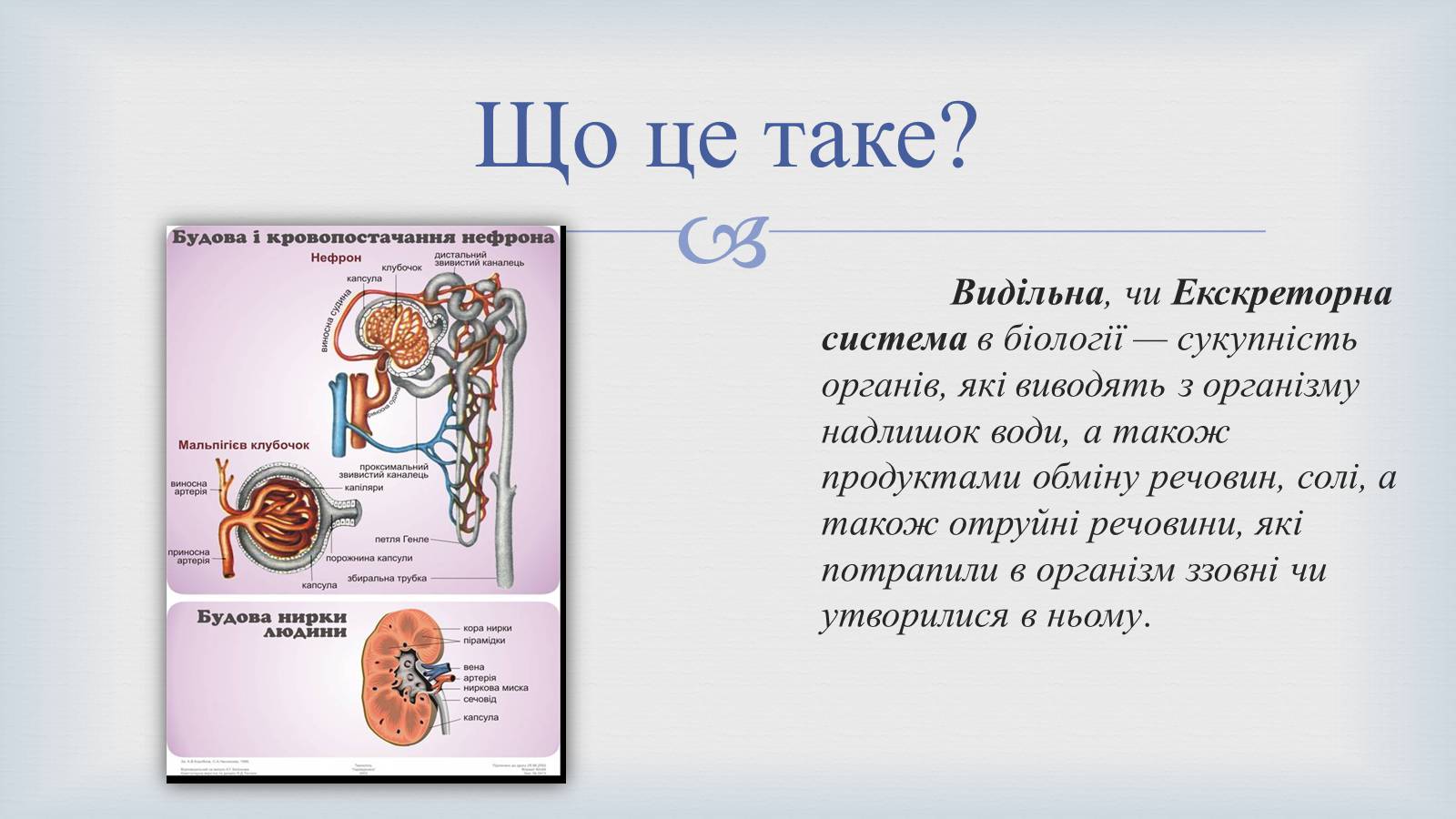 Презентація на тему «Системи людського організму» - Слайд #26 Презентація на тему «Системи людського організму» - Слайд #26