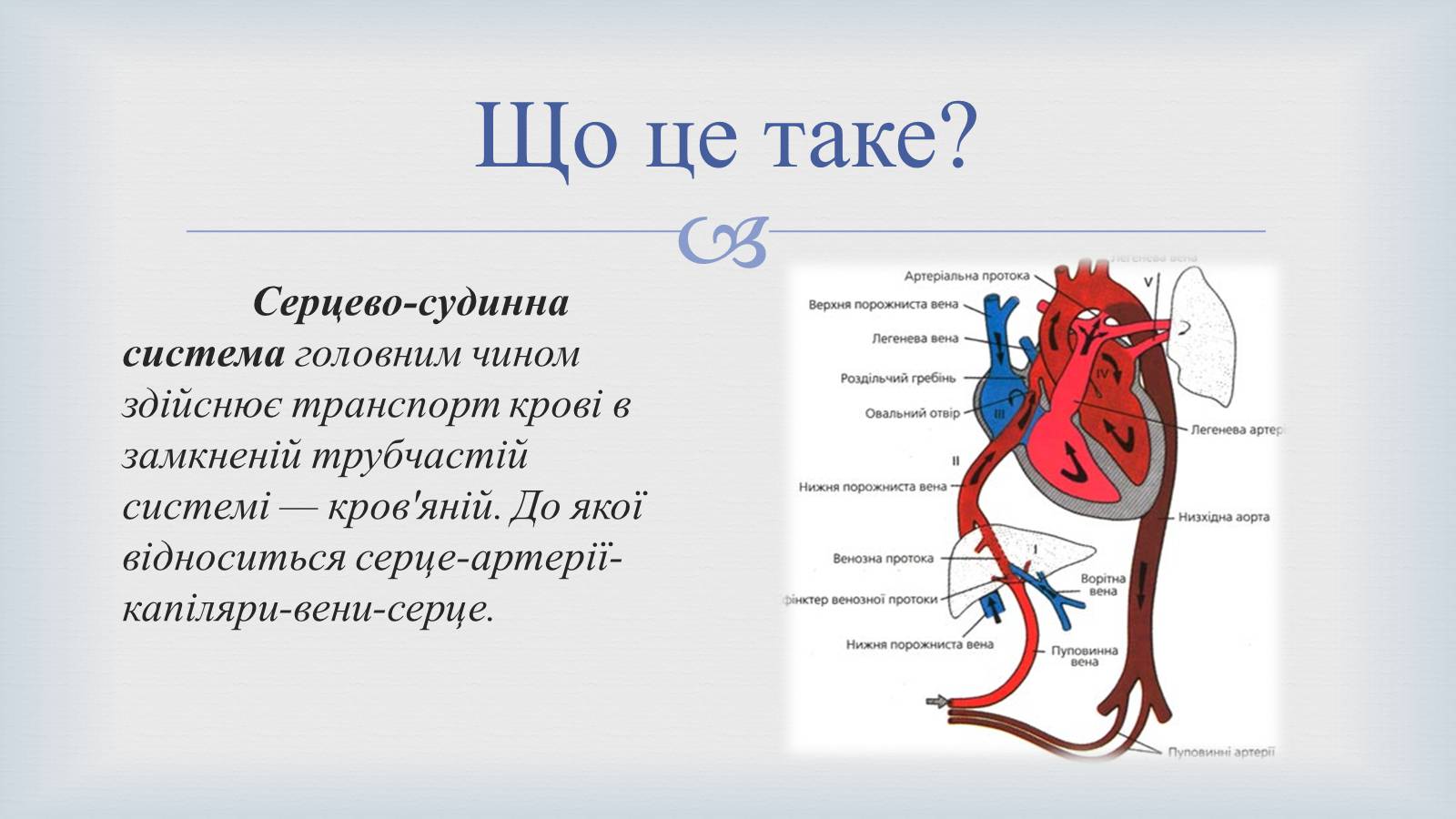 Презентація на тему «Системи людського організму» - Слайд #4 Презентація на тему «Системи людського організму» - Слайд #4