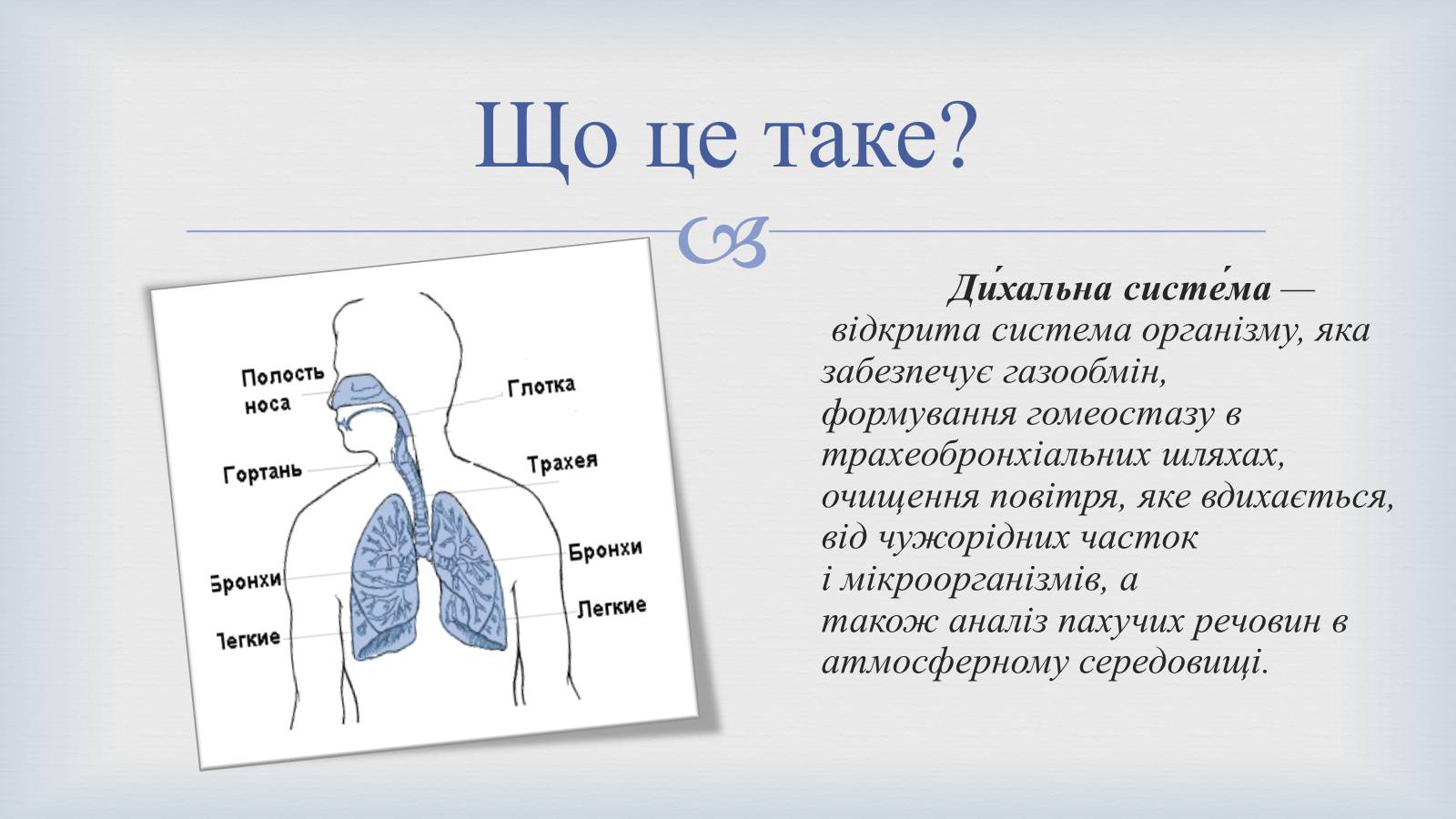 Презентація на тему «Системи людського організму» - Слайд #8 Презентація на тему «Системи людського організму» - Слайд #8