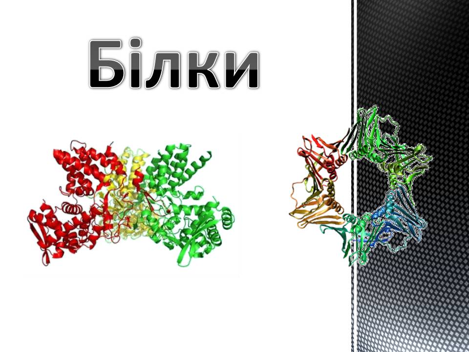 Презентація на тему «Білки» (варіант 13) - Слайд #1 Презентація на тему «Білки» (варіант 13) - Слайд #1