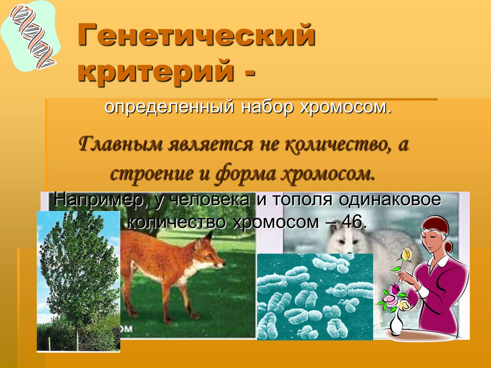 Презентація на тему «Вид. Критерии вида» - Слайд #22 Презентація на тему «Вид. Критерии вида» - Слайд #22
