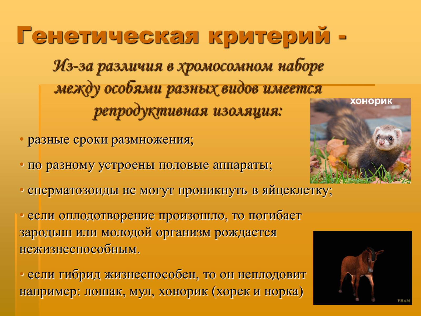 Презентація на тему «Вид. Критерии вида» - Слайд #23 Презентація на тему «Вид. Критерии вида» - Слайд #23