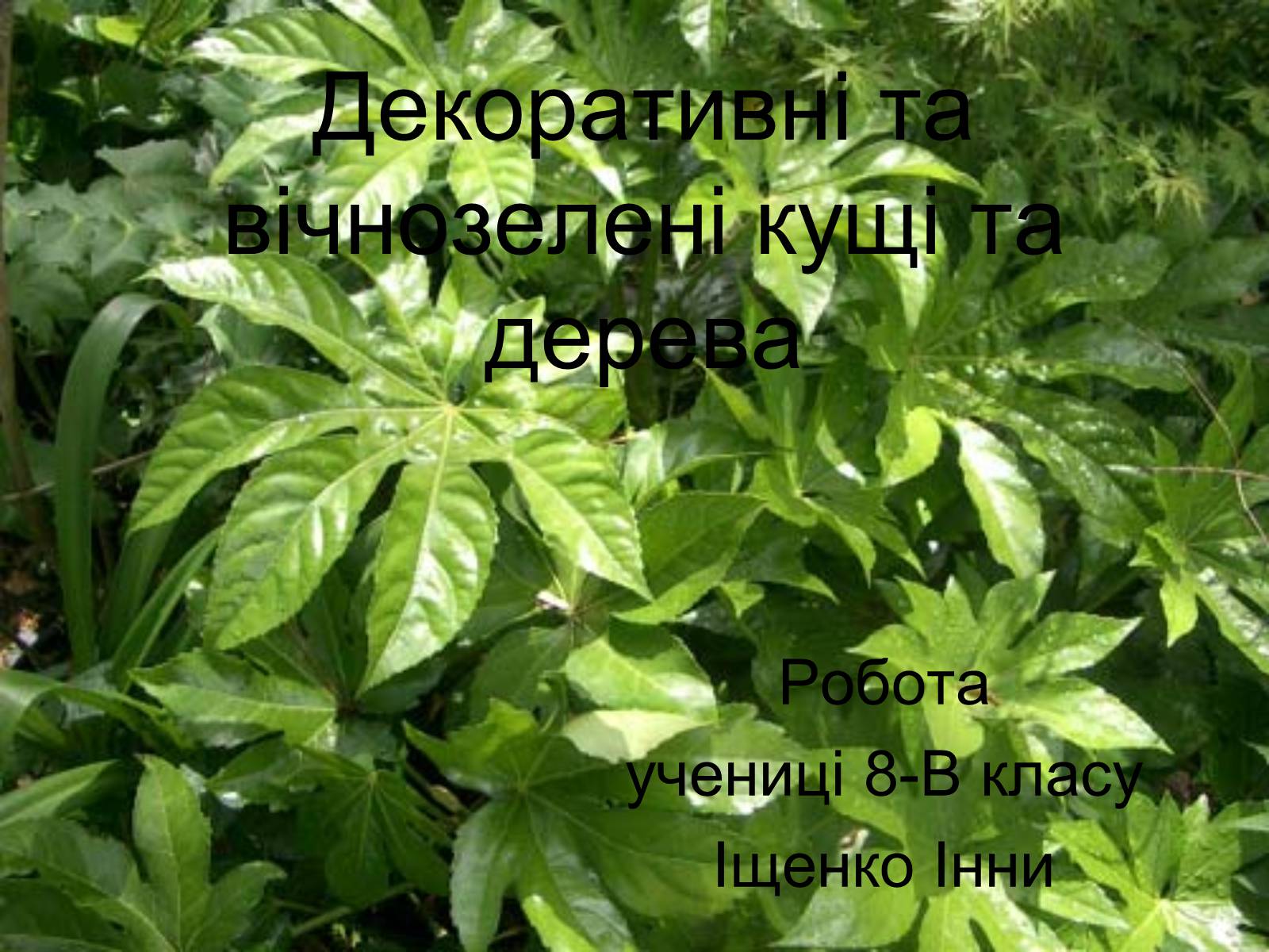 Презентація на тему «Декоративні та вічнозелені кущі та дерева» - Слайд #1 Презентація на тему «Декоративні та вічнозелені кущі та дерева» - Слайд #1