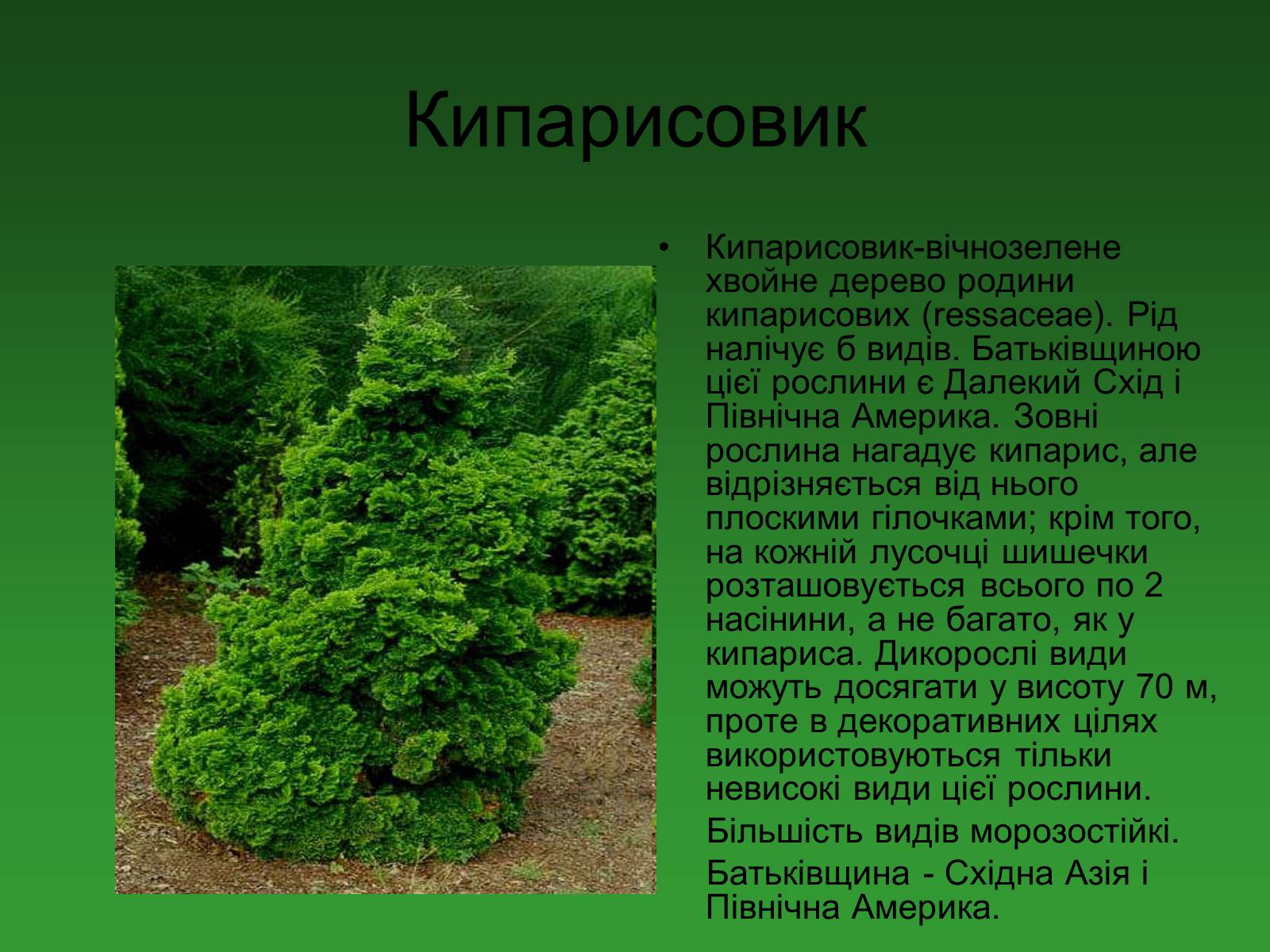 Презентація на тему «Декоративні та вічнозелені кущі та дерева» - Слайд #13 Презентація на тему «Декоративні та вічнозелені кущі та дерева» - Слайд #13
