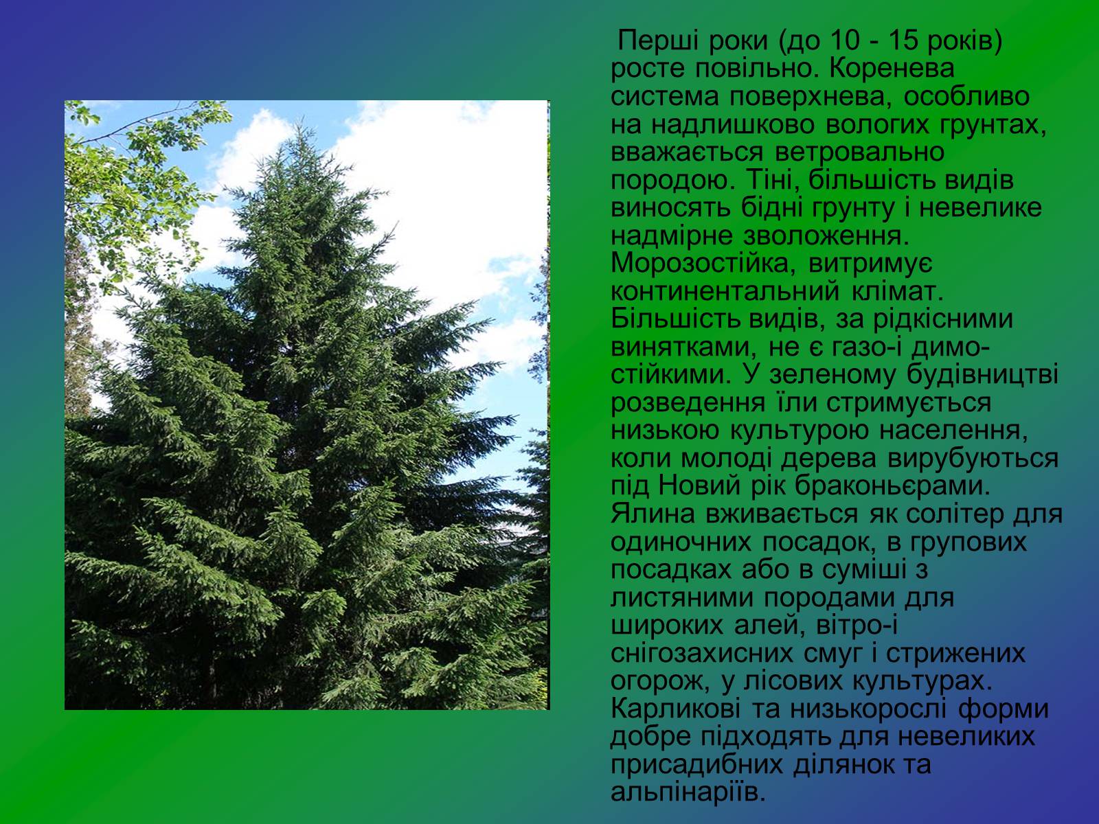 Презентація на тему «Декоративні та вічнозелені кущі та дерева» - Слайд #17 Презентація на тему «Декоративні та вічнозелені кущі та дерева» - Слайд #17
