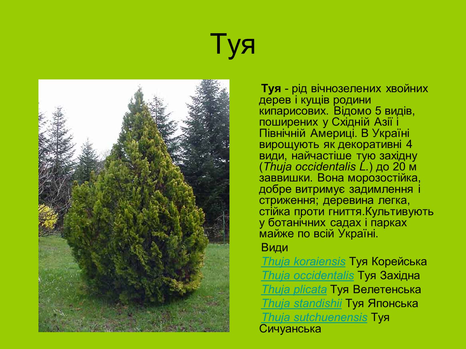 Презентація на тему «Декоративні та вічнозелені кущі та дерева» - Слайд #19 Презентація на тему «Декоративні та вічнозелені кущі та дерева» - Слайд #19