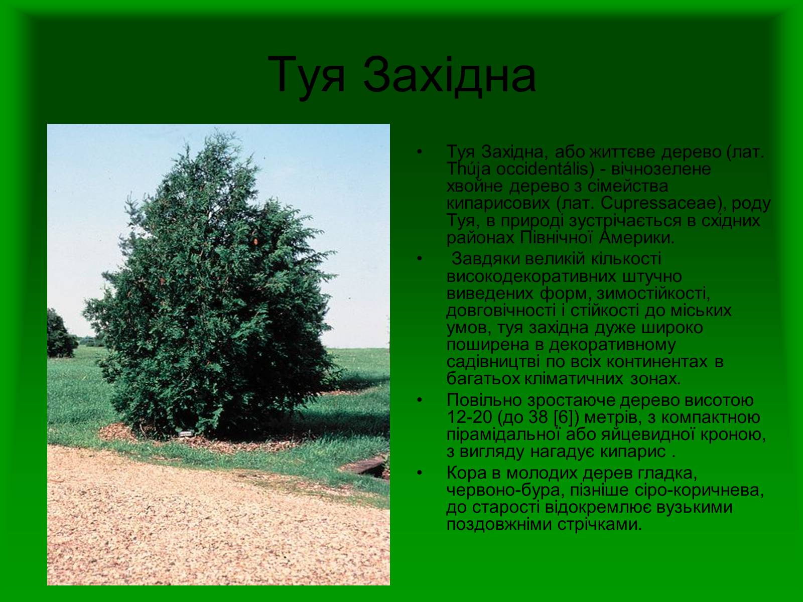 Презентація на тему «Декоративні та вічнозелені кущі та дерева» - Слайд #21 Презентація на тему «Декоративні та вічнозелені кущі та дерева» - Слайд #21