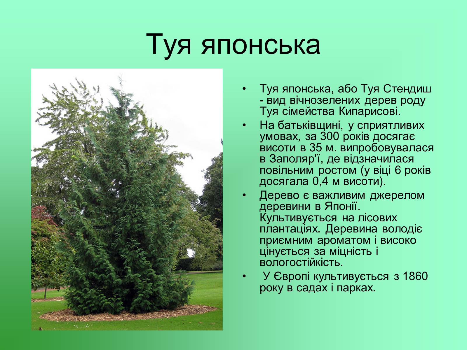 Презентація на тему «Декоративні та вічнозелені кущі та дерева» - Слайд #23 Презентація на тему «Декоративні та вічнозелені кущі та дерева» - Слайд #23