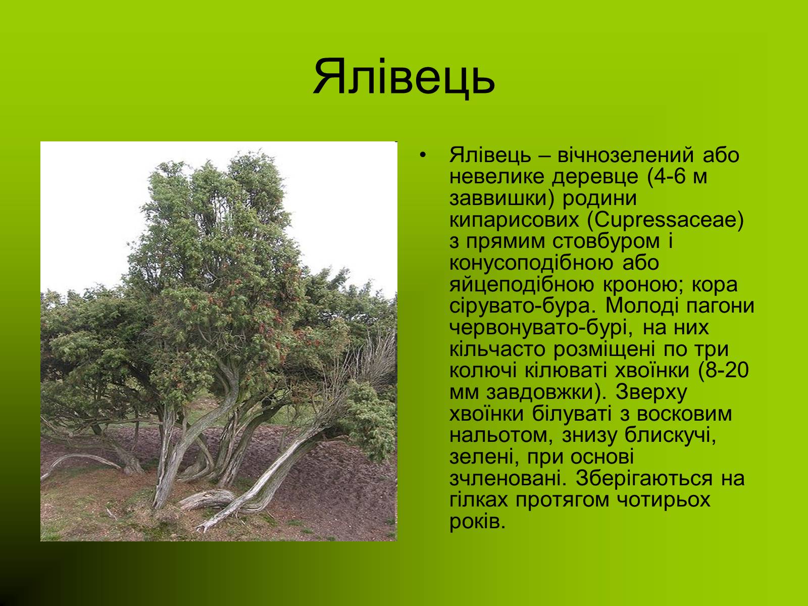 Презентація на тему «Декоративні та вічнозелені кущі та дерева» - Слайд #24 Презентація на тему «Декоративні та вічнозелені кущі та дерева» - Слайд #24