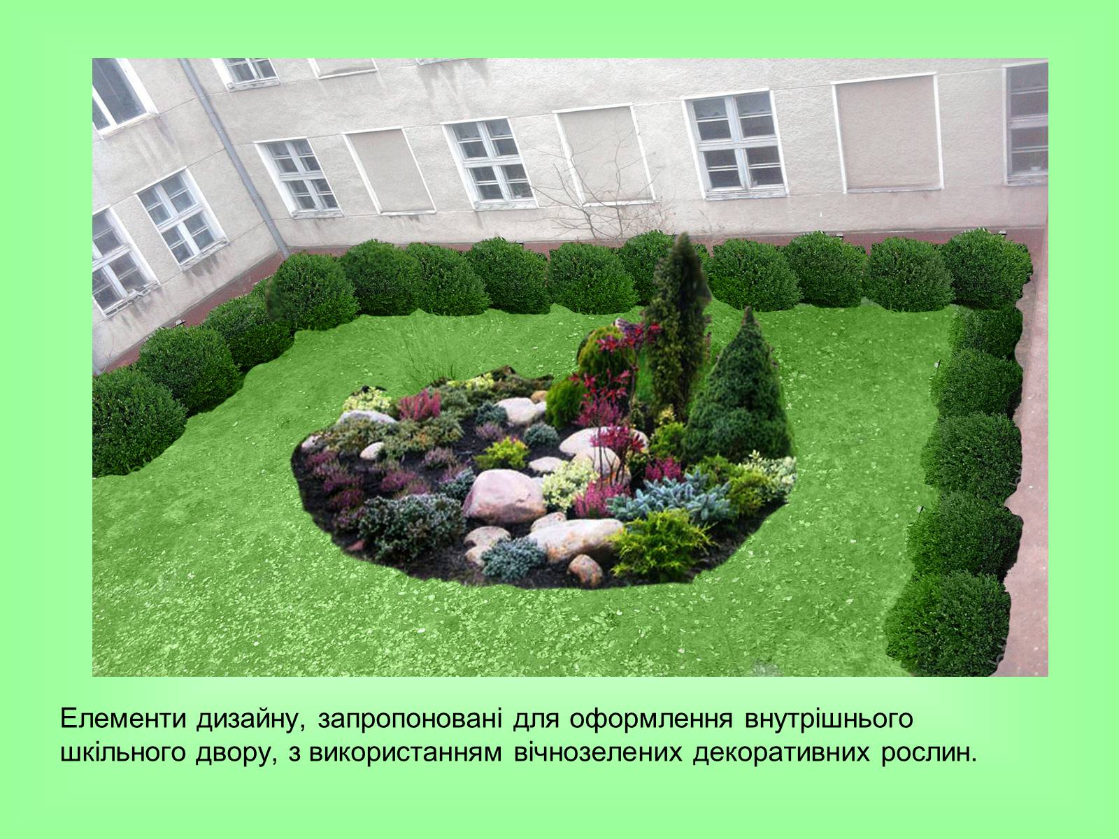 Презентація на тему «Декоративні та вічнозелені кущі та дерева» - Слайд #25 Презентація на тему «Декоративні та вічнозелені кущі та дерева» - Слайд #25