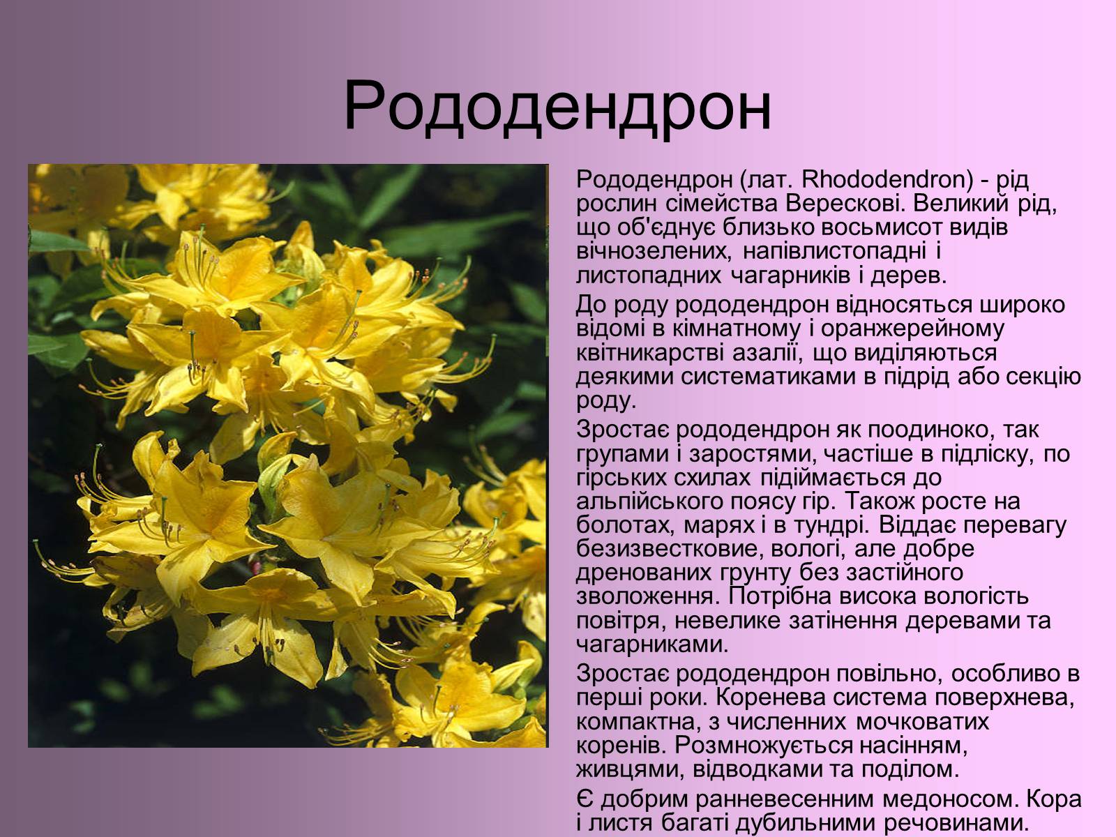 Презентація на тему «Декоративні та вічнозелені кущі та дерева» - Слайд #8 Презентація на тему «Декоративні та вічнозелені кущі та дерева» - Слайд #8