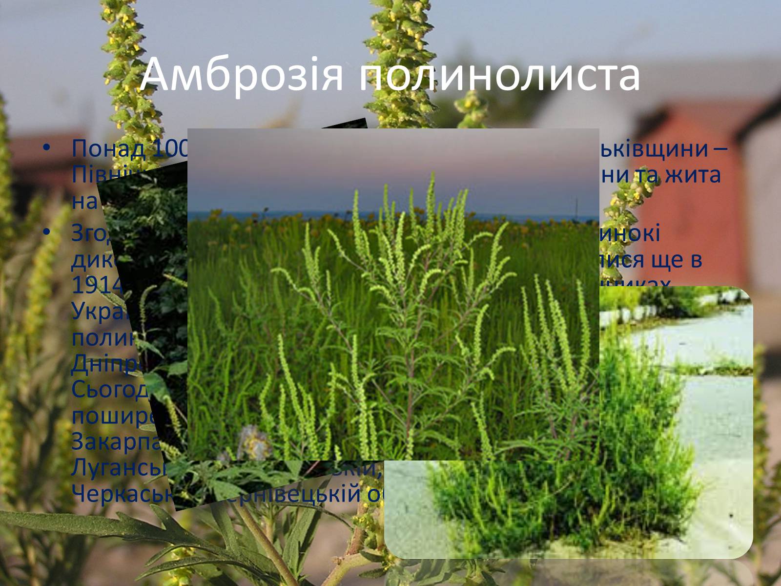 Презентація на тему «Рослини-чужинці на Україні» - Слайд #4 Презентація на тему «Рослини-чужинці на Україні» - Слайд #4