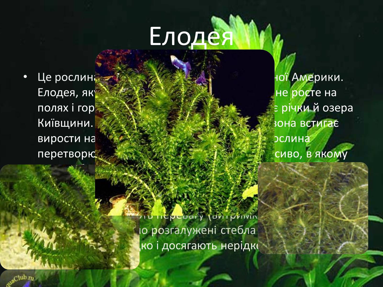 Презентація на тему «Рослини-чужинці на Україні» - Слайд #5 Презентація на тему «Рослини-чужинці на Україні» - Слайд #5