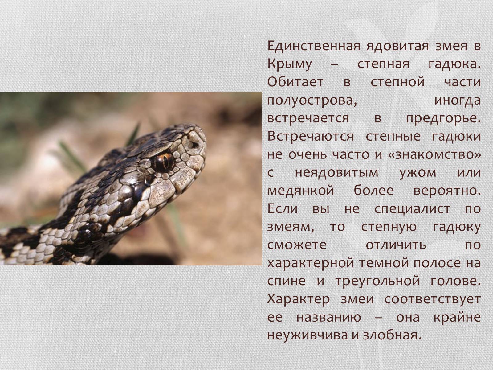 Презентація на тему «Степная гадюка» - Слайд #3 Презентація на тему «Степная гадюка» - Слайд #3