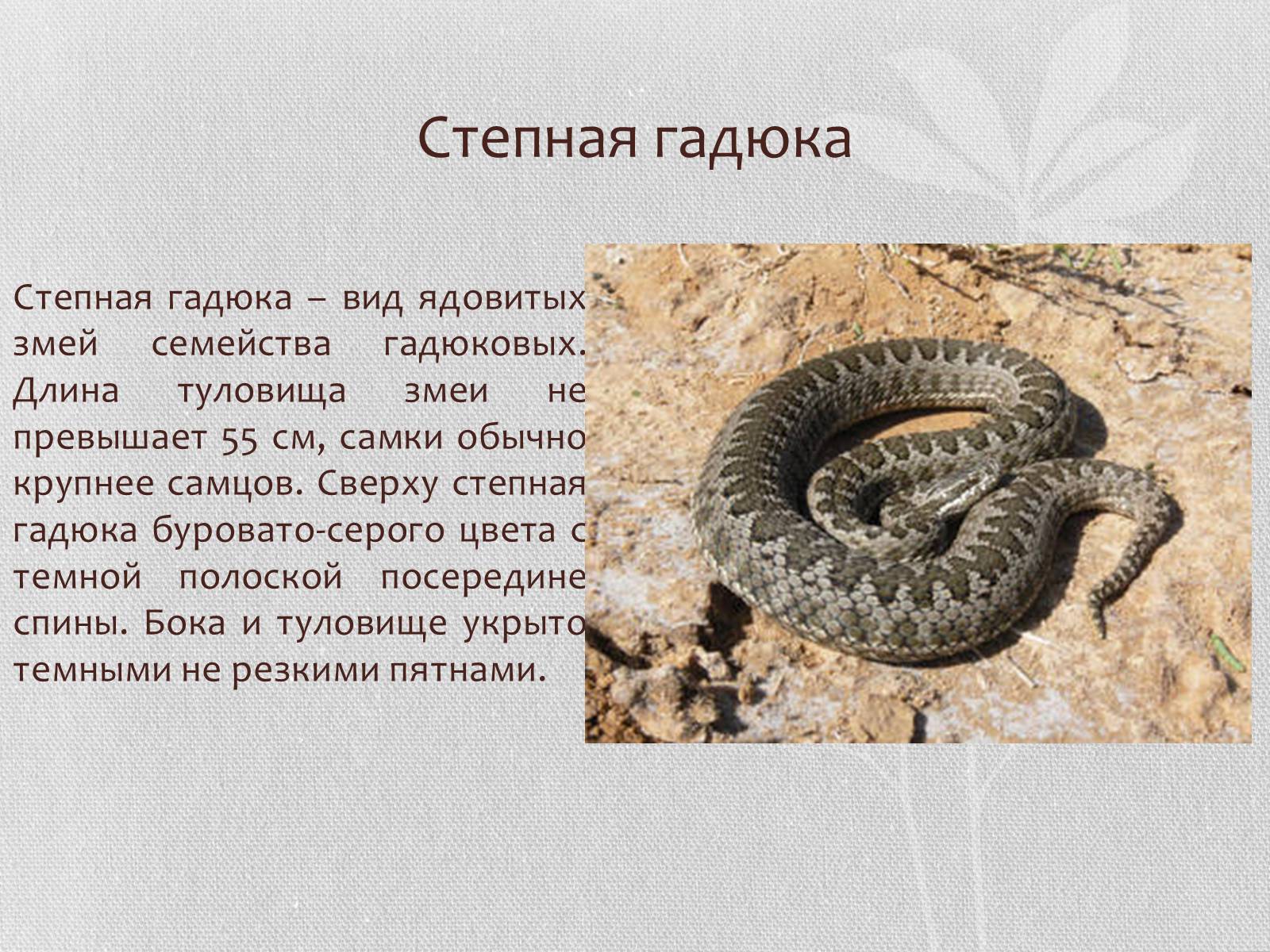 Презентація на тему «Степная гадюка» - Слайд #4 Презентація на тему «Степная гадюка» - Слайд #4