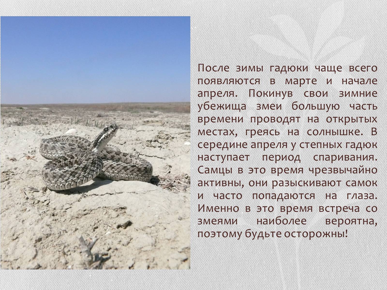 Презентація на тему «Степная гадюка» - Слайд #5 Презентація на тему «Степная гадюка» - Слайд #5