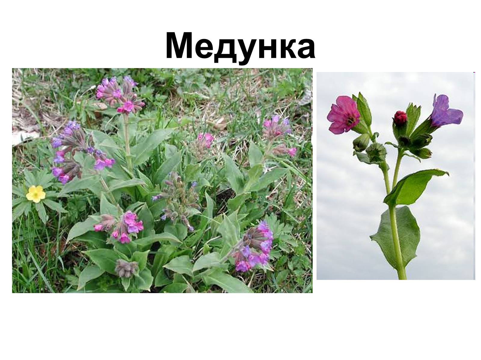 Презентація на тему «Медунка» - Слайд #1 Презентація на тему «Медунка» - Слайд #1