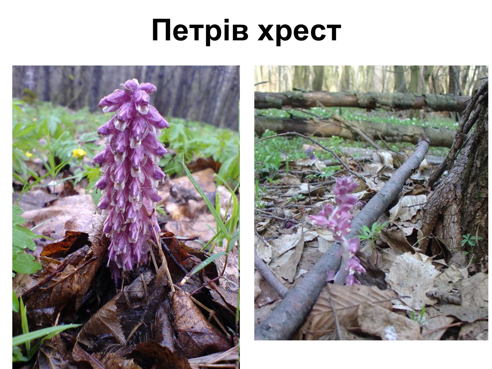 Презентація на тему «Медунка» - Слайд #13 Презентація на тему «Медунка» - Слайд #13
