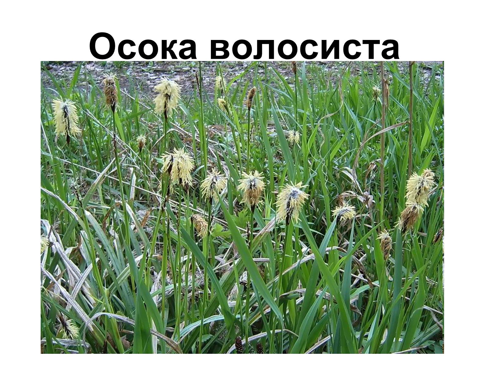 Презентація на тему «Медунка» - Слайд #20 Презентація на тему «Медунка» - Слайд #20