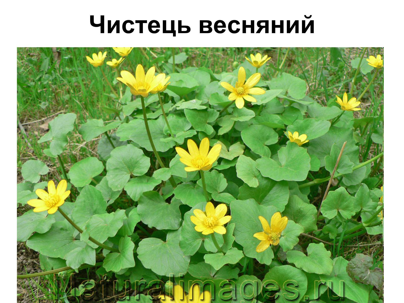 Презентація на тему «Медунка» - Слайд #23 Презентація на тему «Медунка» - Слайд #23