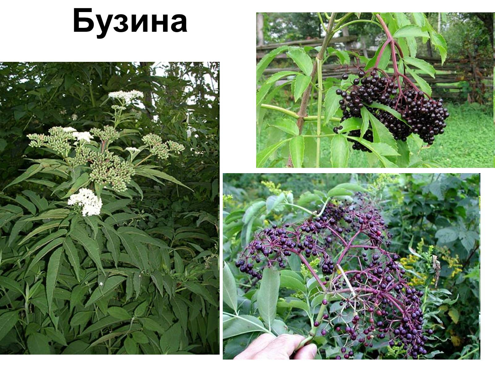 Презентація на тему «Медунка» - Слайд #25 Презентація на тему «Медунка» - Слайд #25