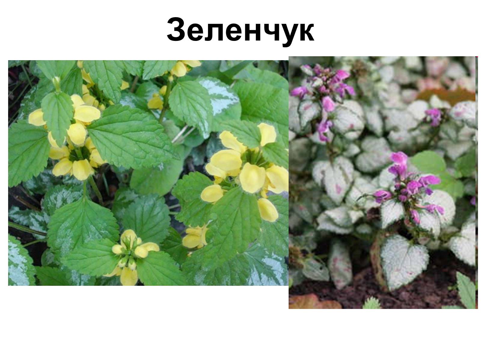 Презентація на тему «Медунка» - Слайд #29 Презентація на тему «Медунка» - Слайд #29