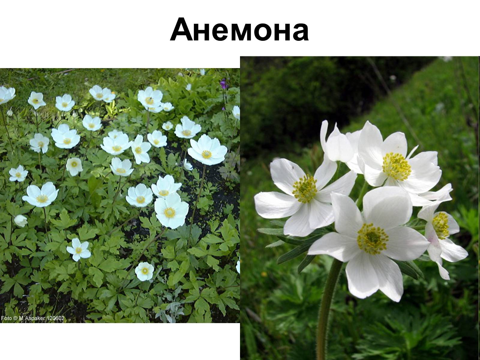 Презентація на тему «Медунка» - Слайд #3 Презентація на тему «Медунка» - Слайд #3