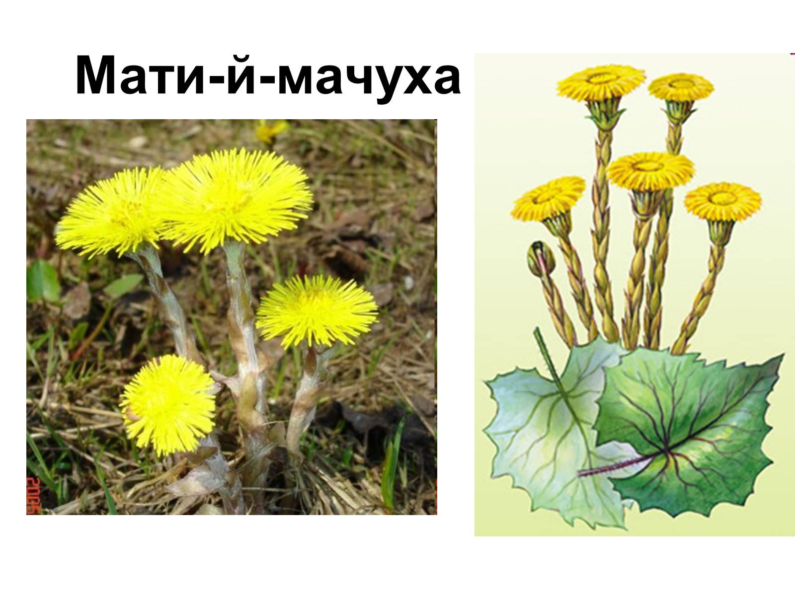 Презентація на тему «Медунка» - Слайд #37 Презентація на тему «Медунка» - Слайд #37