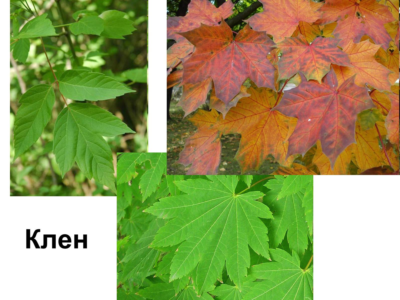 Презентація на тему «Медунка» - Слайд #39 Презентація на тему «Медунка» - Слайд #39