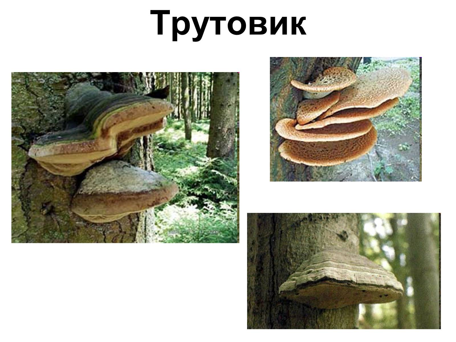 Презентація на тему «Медунка» - Слайд #4 Презентація на тему «Медунка» - Слайд #4