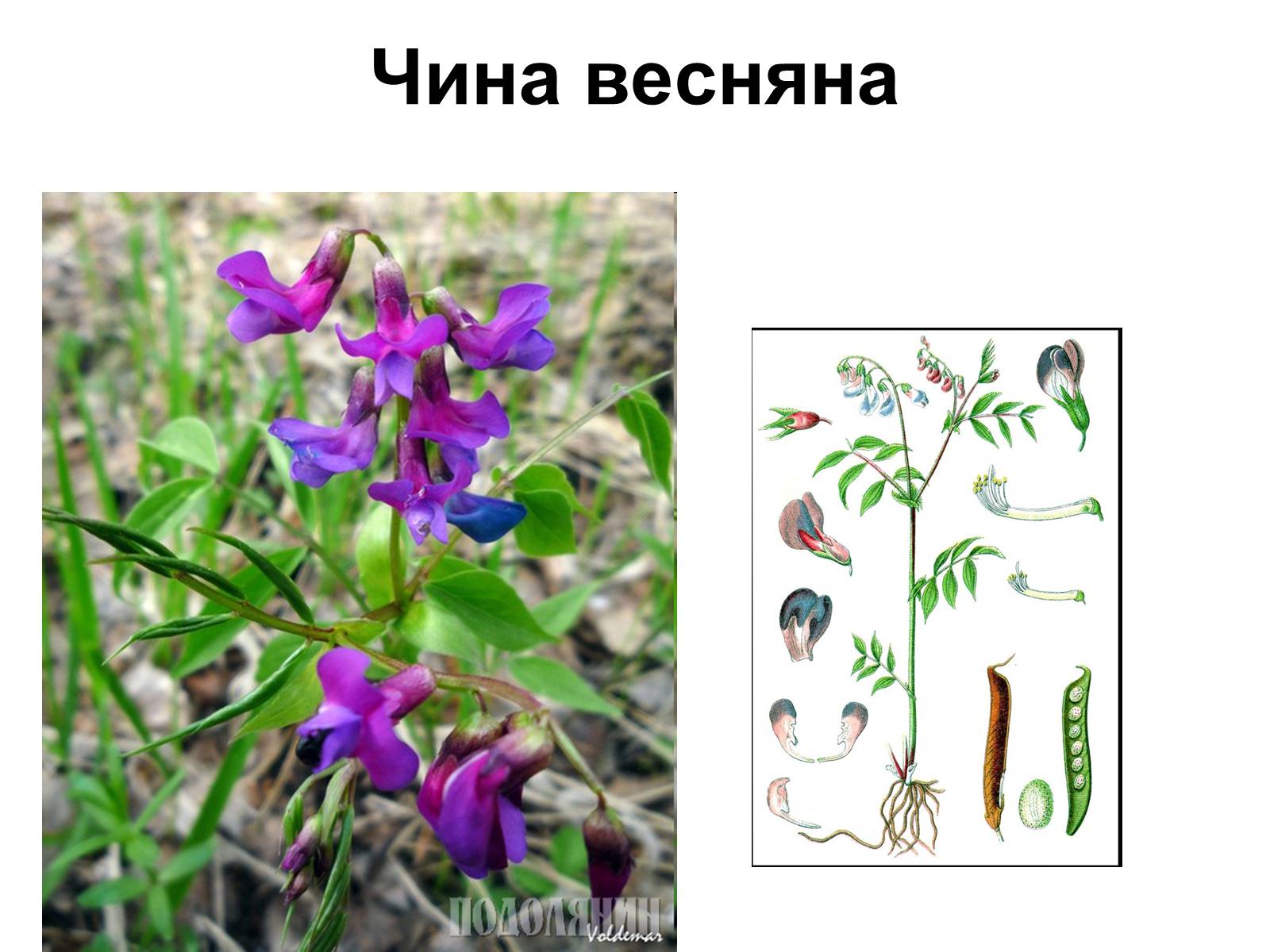 Презентація на тему «Медунка» - Слайд #5 Презентація на тему «Медунка» - Слайд #5