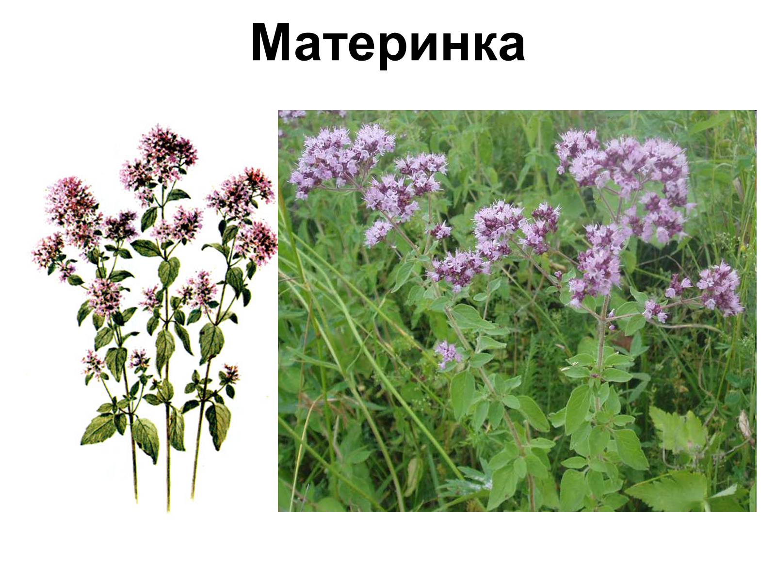 Презентація на тему «Медунка» - Слайд #9 Презентація на тему «Медунка» - Слайд #9