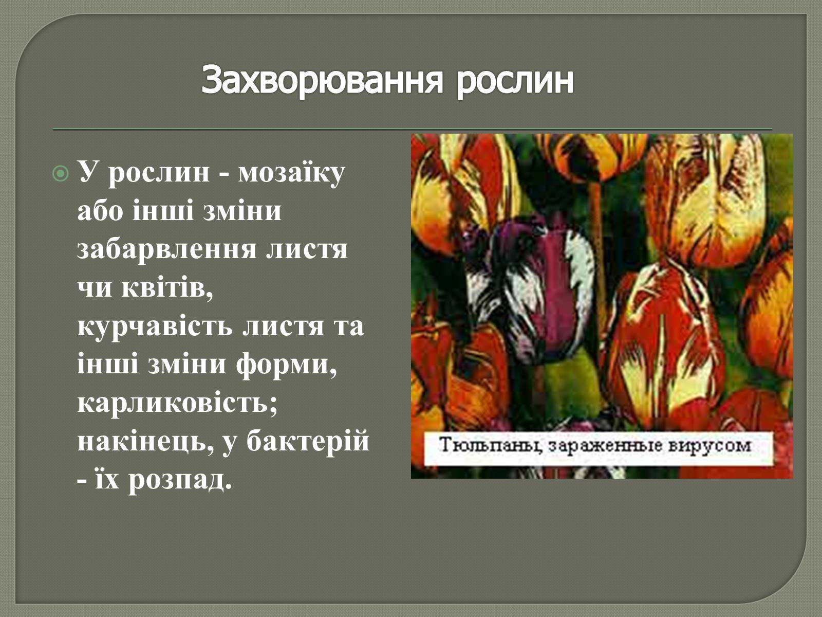 Презентація на тему «Роль вірусів у природі та житті людини» - Слайд #10 Презентація на тему «Роль вірусів у природі та житті людини» - Слайд #10