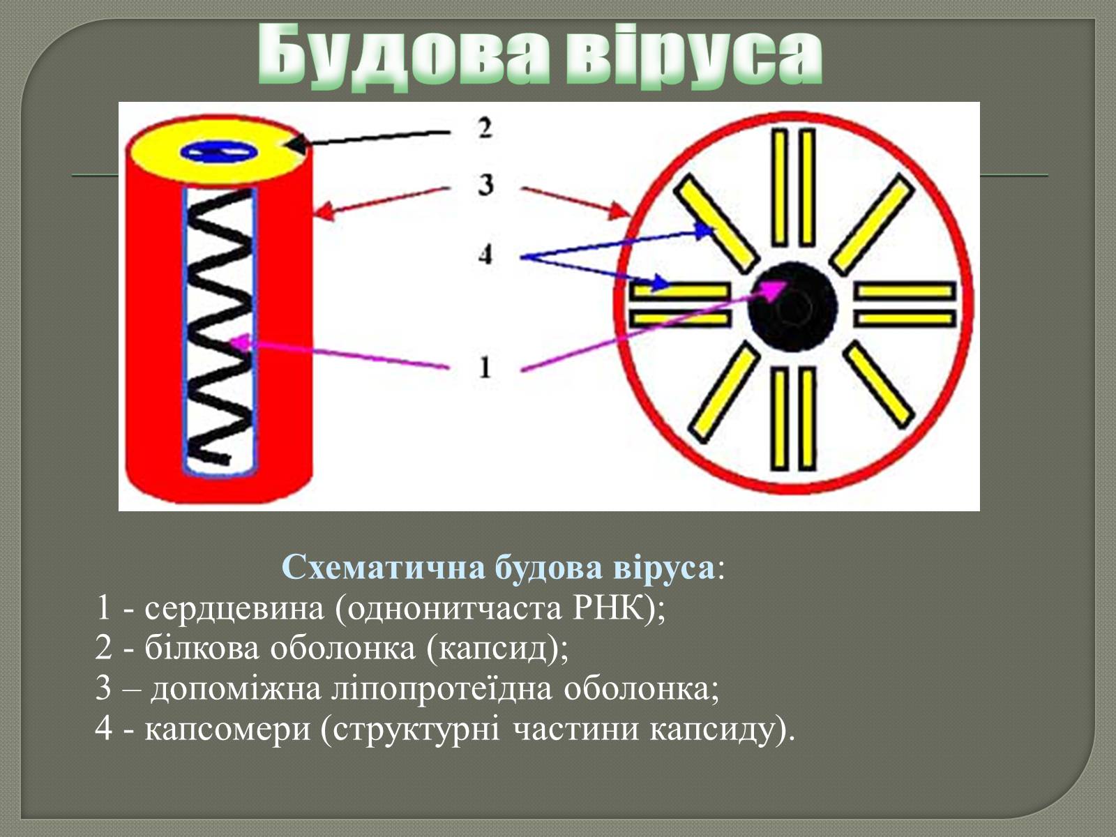 Презентація на тему «Роль вірусів у природі та житті людини» - Слайд #3 Презентація на тему «Роль вірусів у природі та житті людини» - Слайд #3