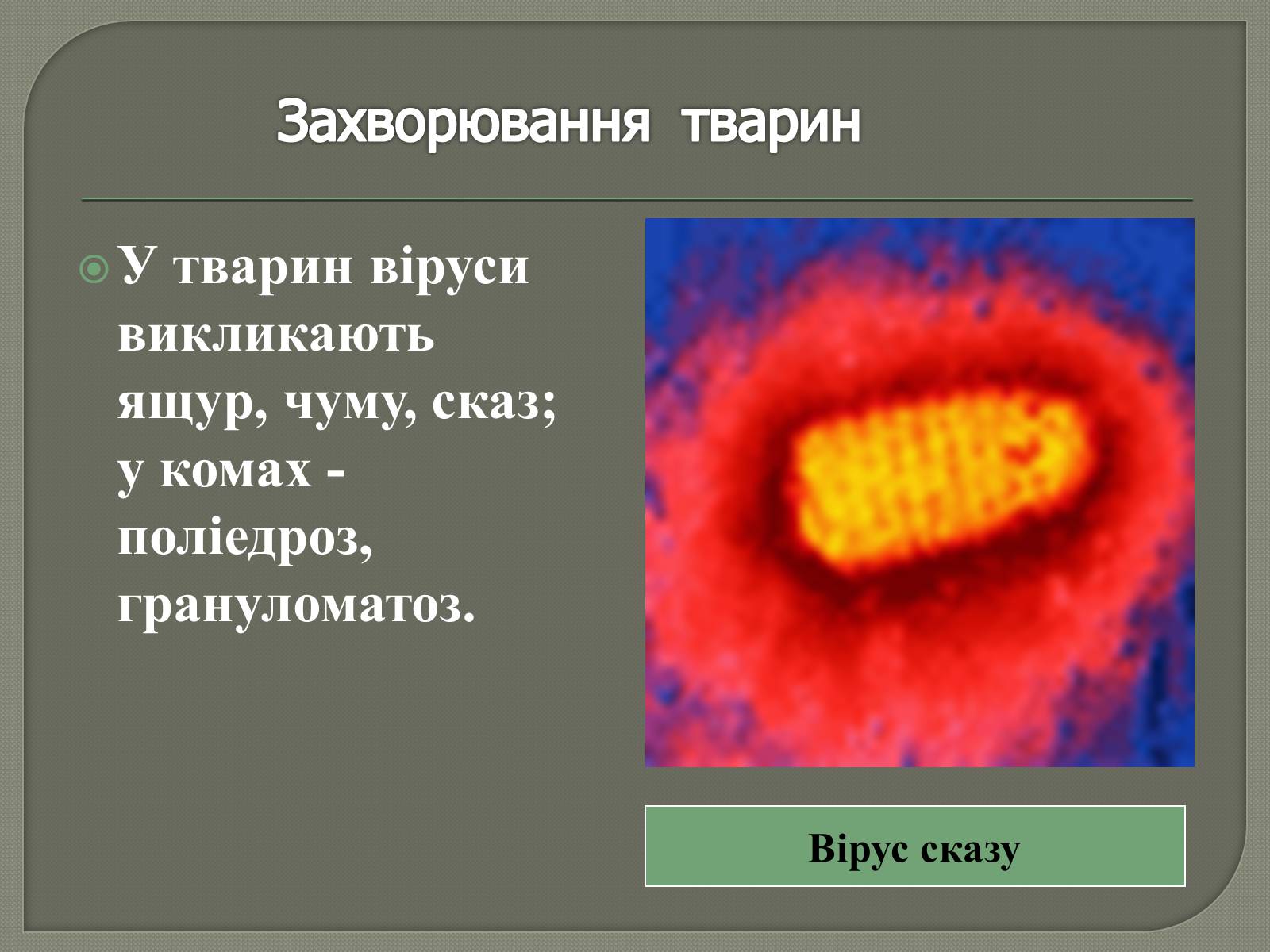 Презентація на тему «Роль вірусів у природі та житті людини» - Слайд #9 Презентація на тему «Роль вірусів у природі та житті людини» - Слайд #9