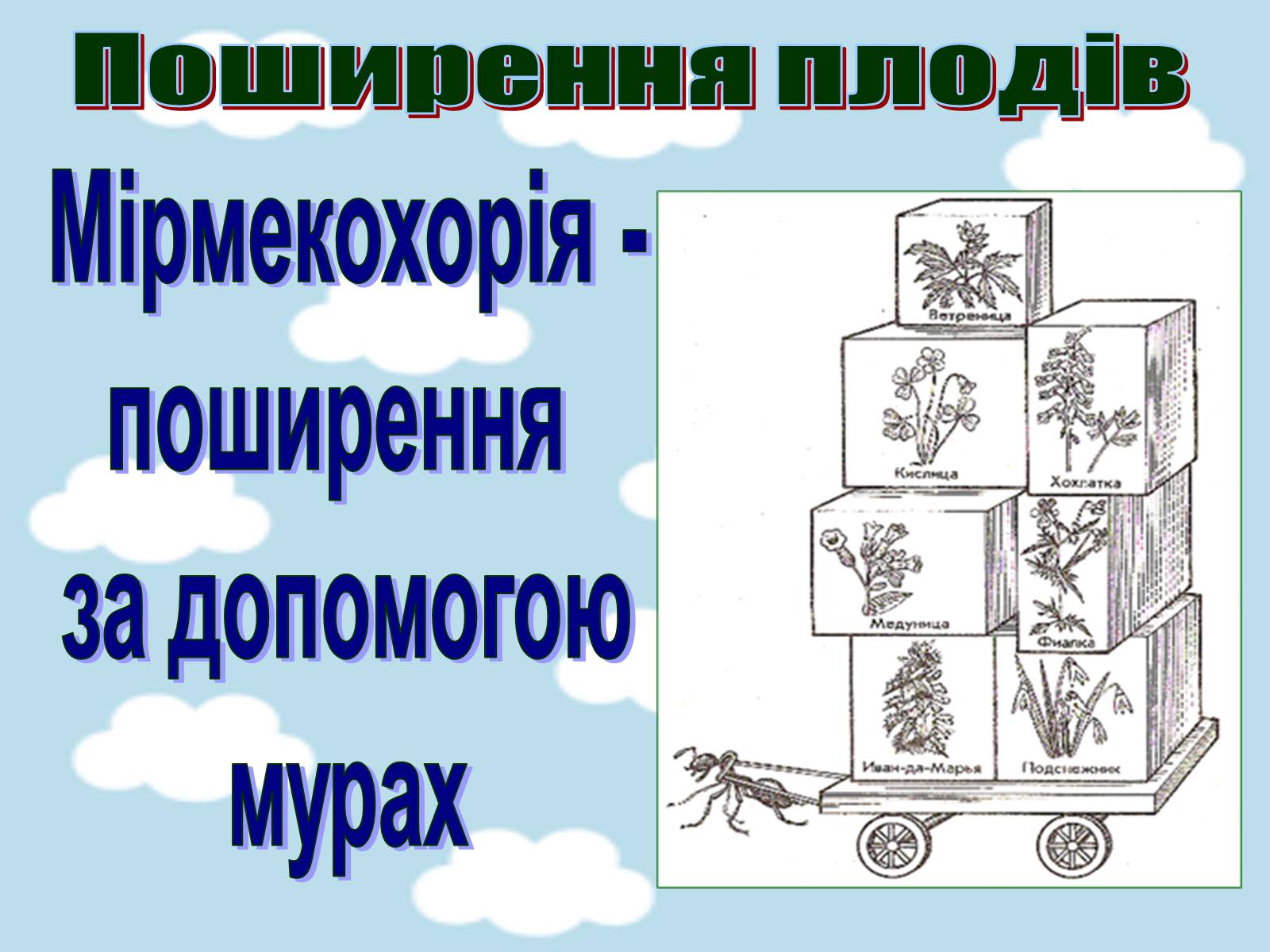 Презентація на тему «Поширення плодів» (варіант 1) - Слайд #12 Презентація на тему «Поширення плодів» (варіант 1) - Слайд #12