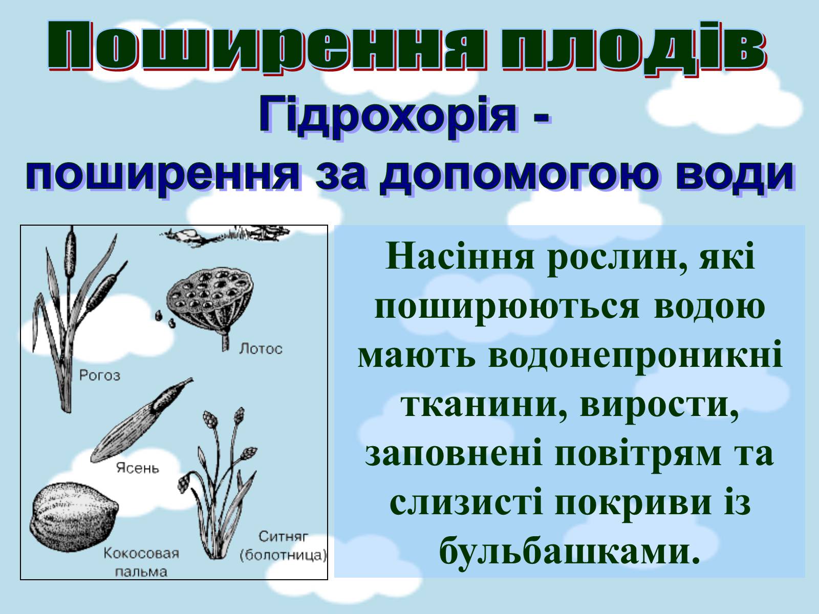 Презентація на тему «Поширення плодів» (варіант 1) - Слайд #5 Презентація на тему «Поширення плодів» (варіант 1) - Слайд #5