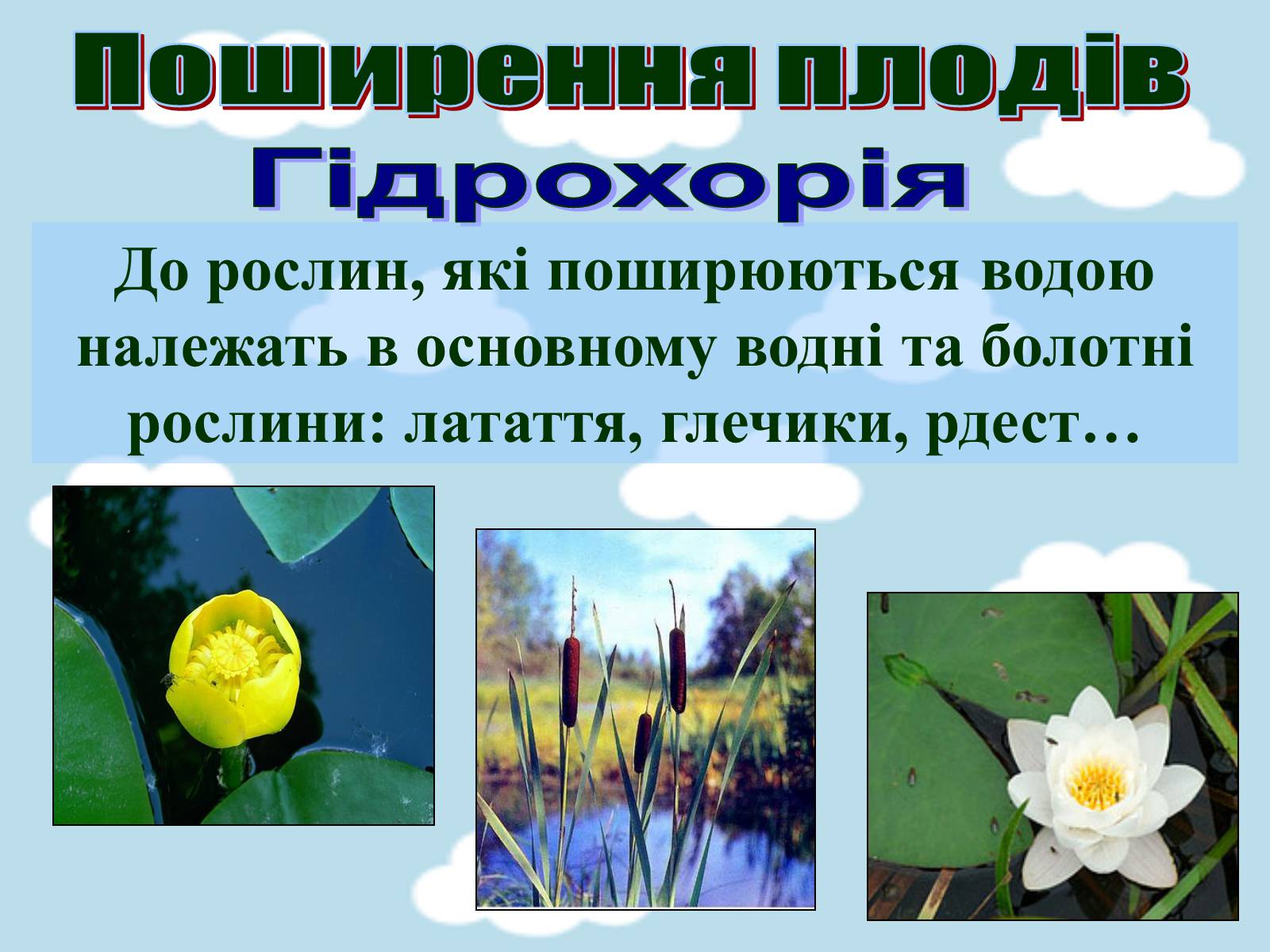 Презентація на тему «Поширення плодів» (варіант 1) - Слайд #6 Презентація на тему «Поширення плодів» (варіант 1) - Слайд #6