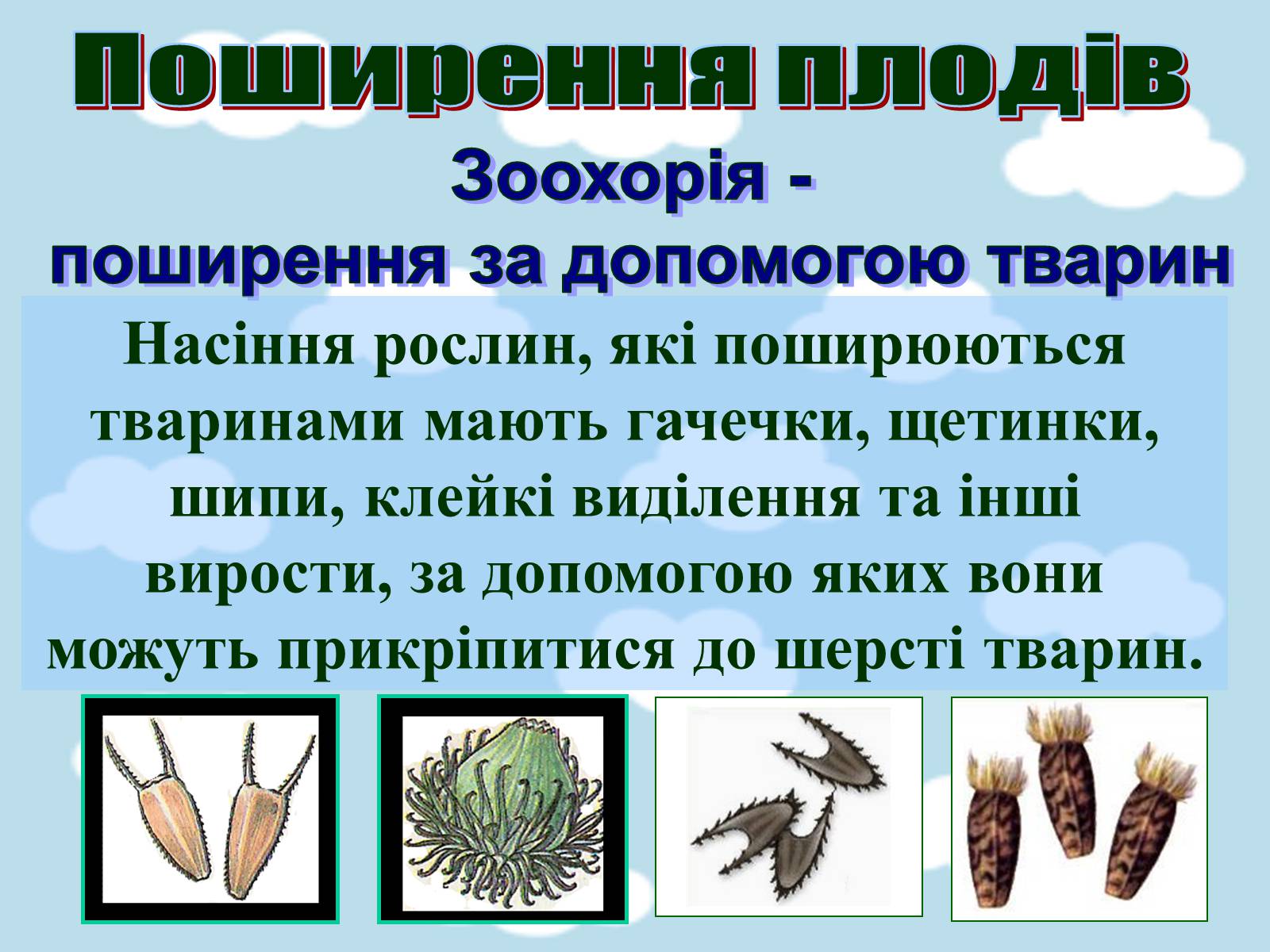 Презентація на тему «Поширення плодів» (варіант 1) - Слайд #7 Презентація на тему «Поширення плодів» (варіант 1) - Слайд #7